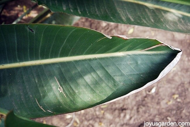 Bird of paradise plant care - brown tips