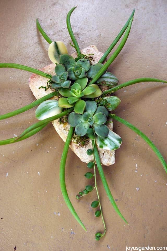 A Creative Succulent Craft You Can Make In Minutes