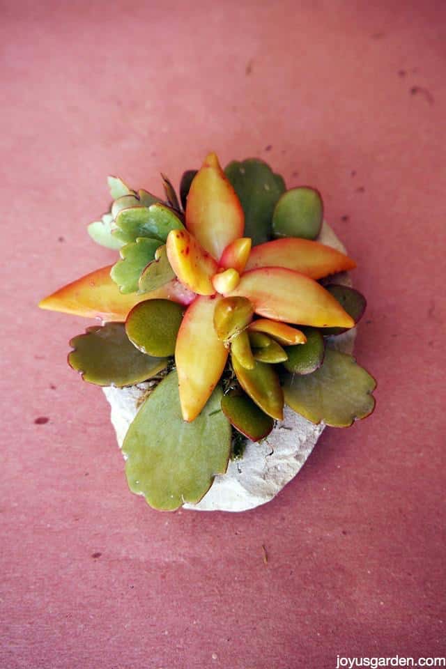 Gorgeous succulent design