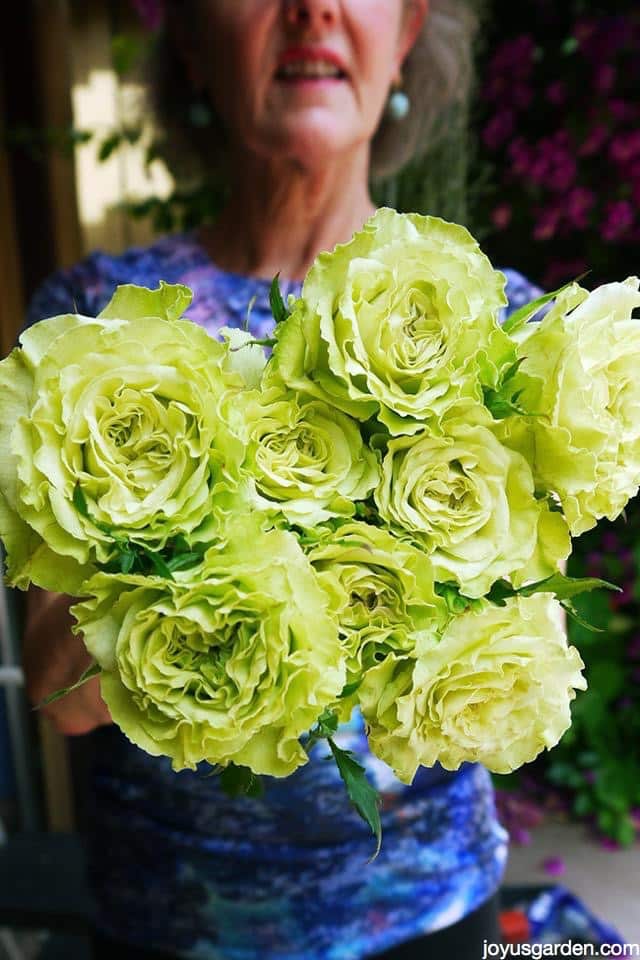 Stunning green roses