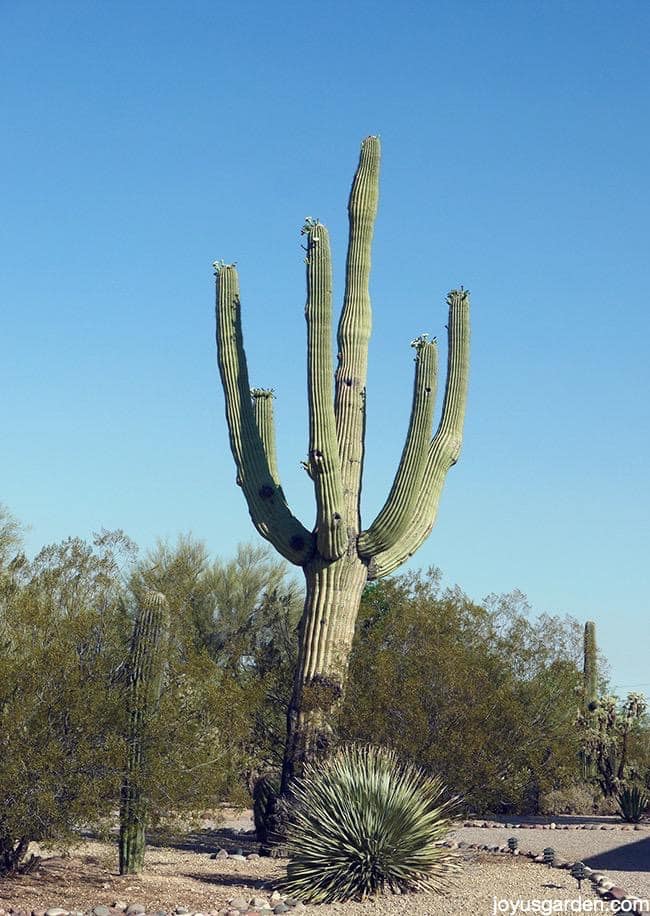 moved to the desert