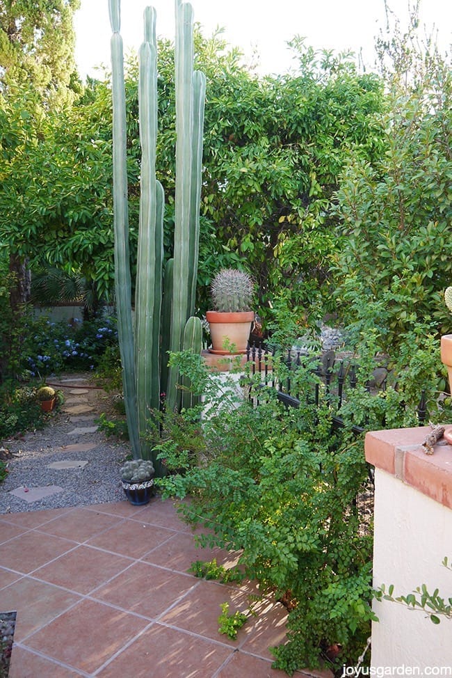 Tour my new Arizona desert garden