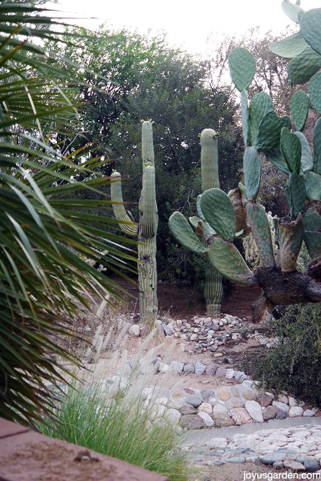 My Arizona desert garden