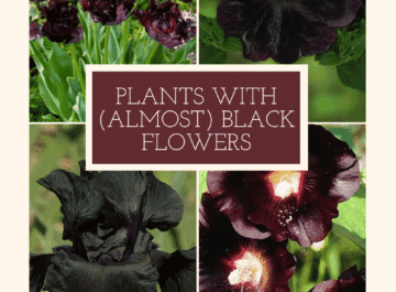 900+ Best Black Flowers ideas  black flowers, planting flowers