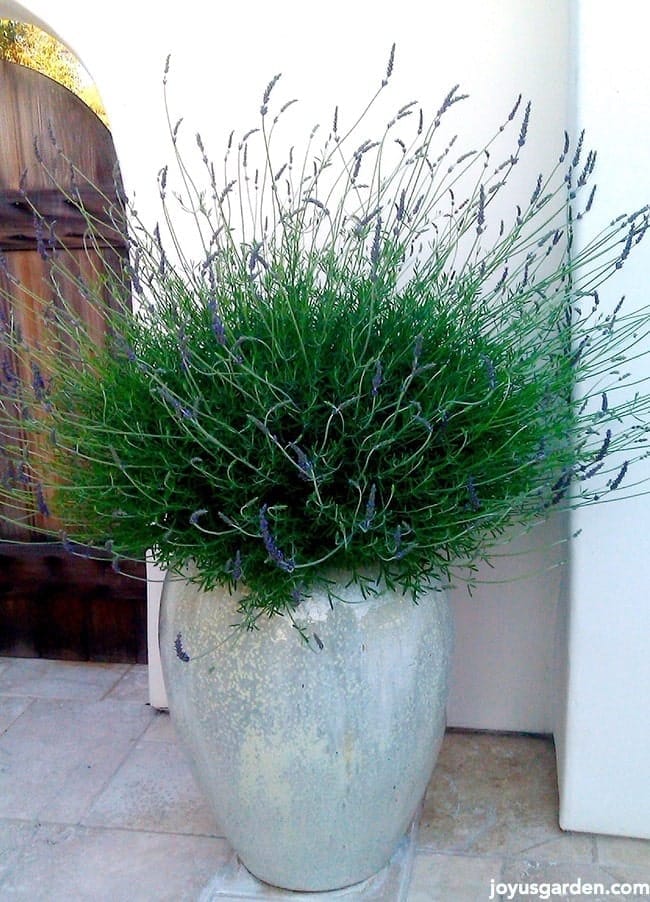 Gorgeous potted lavender plant