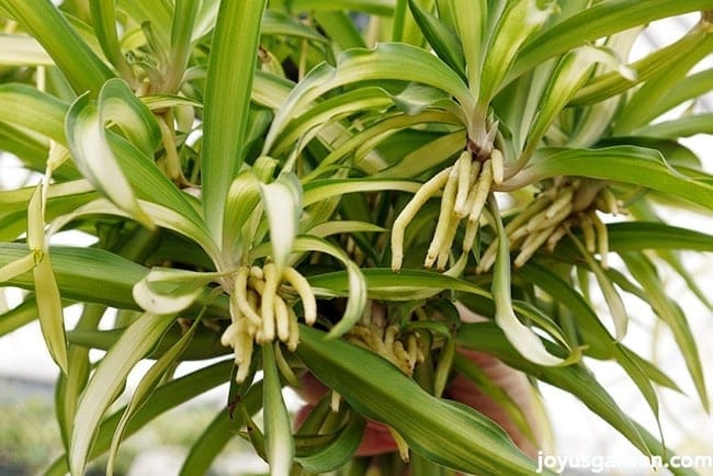 spider plant babies