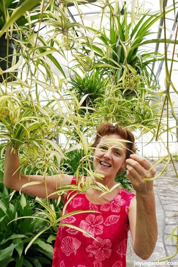 Nell in a bright pink dress underneath lots of hanging spider plants with babies