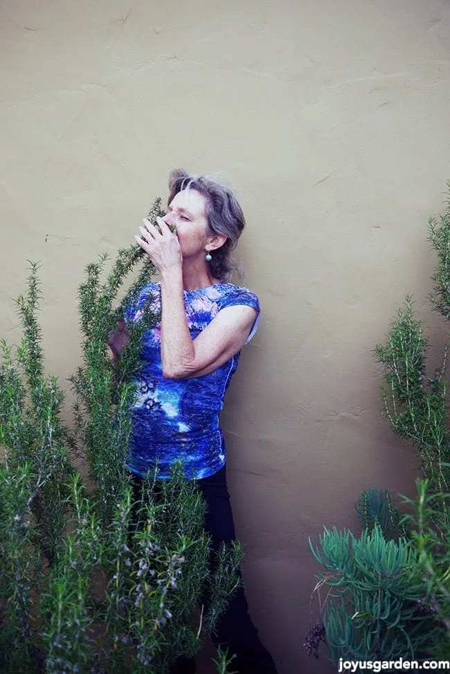 a woman stands next to a large rosemary plant & sniffs the foliage