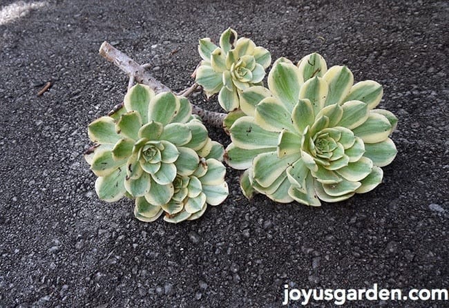 pencil cactus cuttings potting