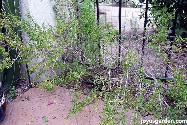 pruning Salvia Greggii
