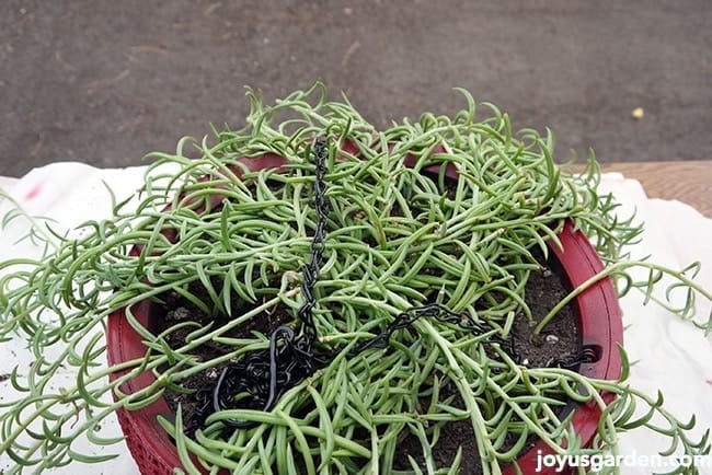 Repotting the succulent