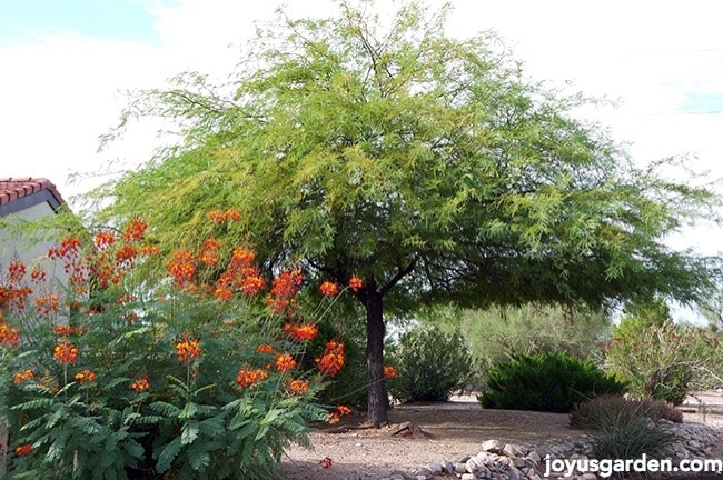 Mesquite tree in the yard