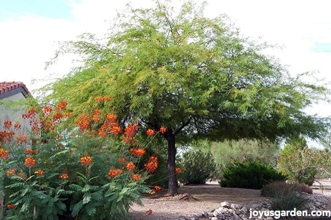 Mesquite tree in the yard