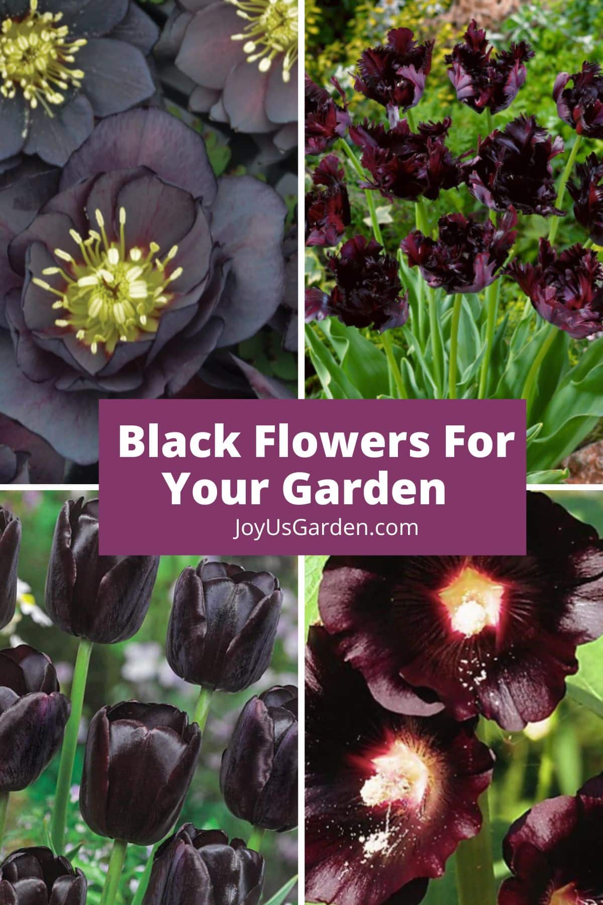 Collage of 4 black flowers that can be grown in your garden, text reads black flowers for your garden joyusgarden.com
