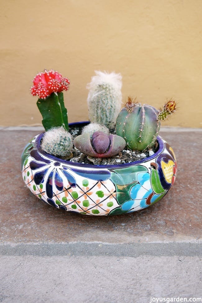 Cactus garden dish