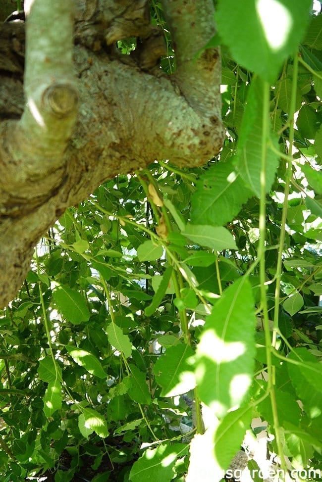 How to restore your pussy willow