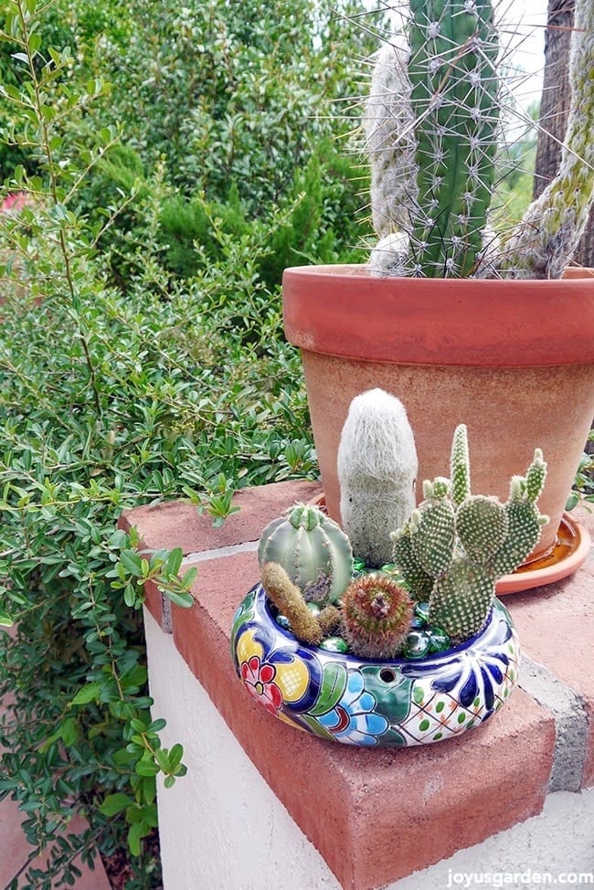 Two Small Cactus Garden Makeovers Joy Us Garden