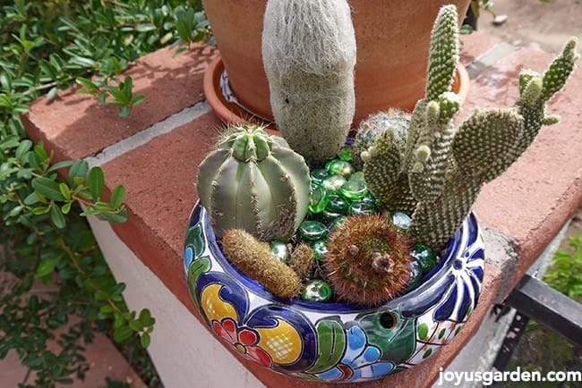 cactus dish garden Green chips add some color to the pot