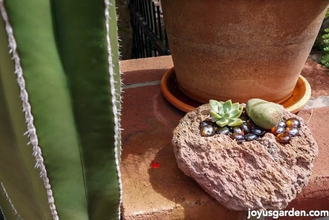 Small cactus gardens