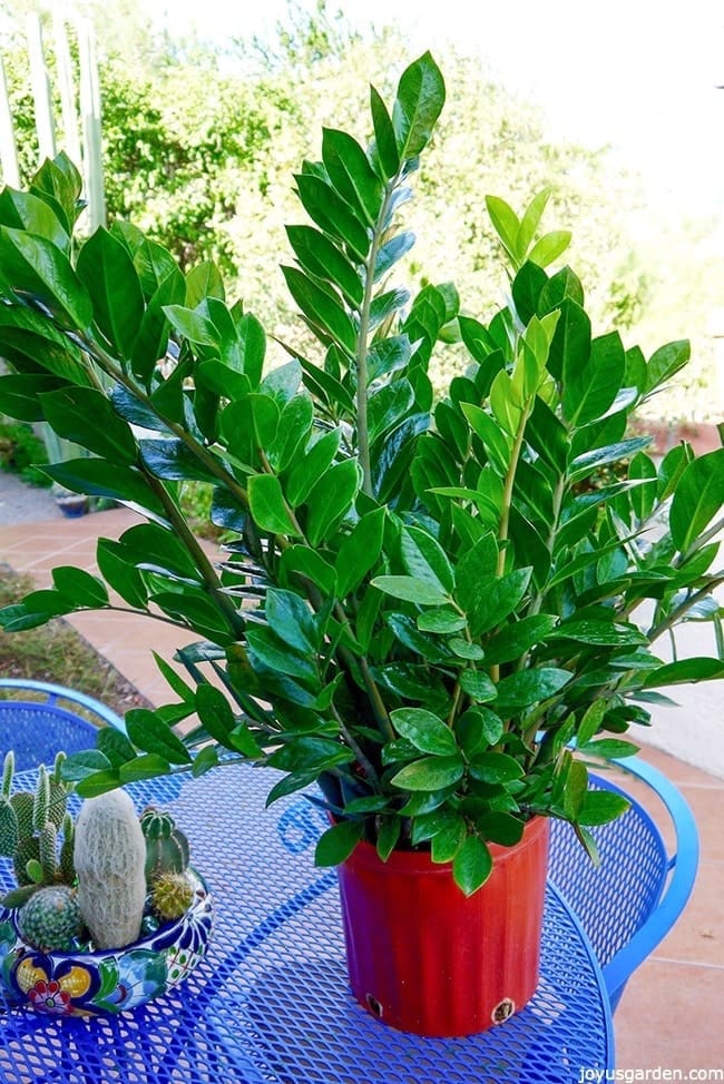 a big zz plant with glossy dark green leaves in a red grow pot