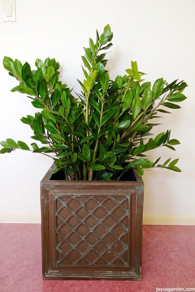 3 Reasons Why You Need A ZZ Plant In Your Life Joy Us Garden