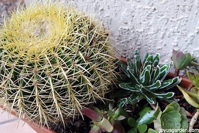 rooting succulent cuttings