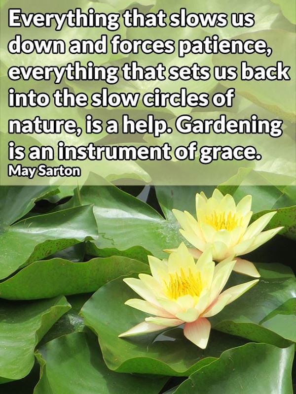 weekend musings - water lily quote