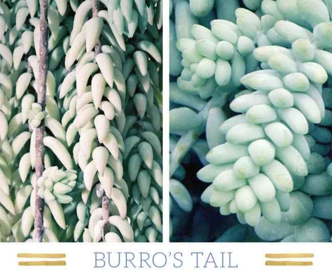 Stunning Desert Plants Succulents: burros-tail