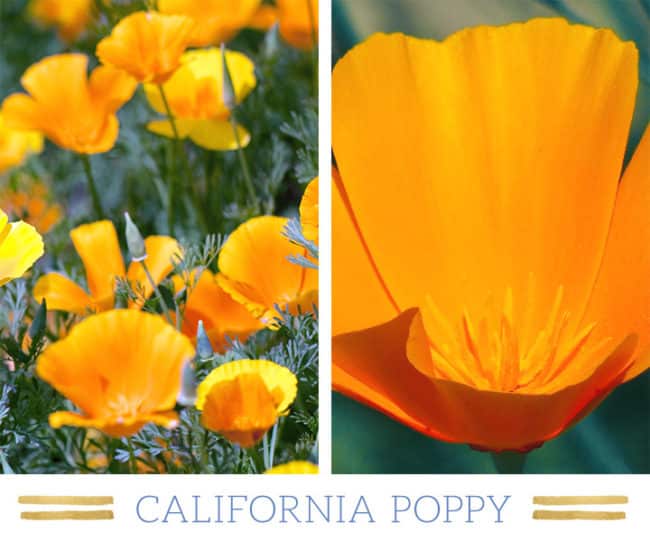 Stunning Desert Plants Succulents: california-poppy