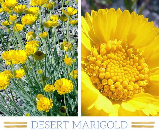 Stunning Desert Plants Succulents: desert-marigold