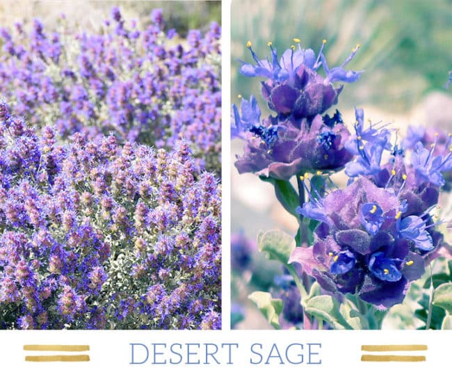 Stunning Desert Plants Succulents: desert-sage