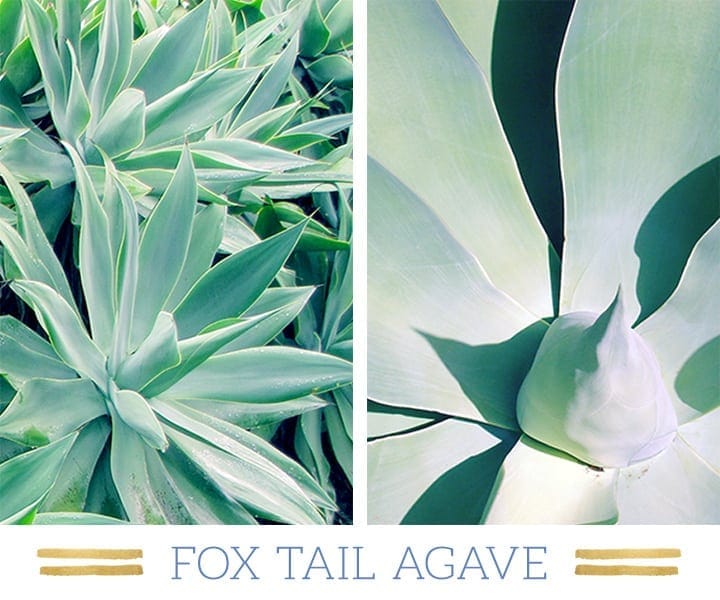 Stunning Desert Plants Succulents: fox-tail-agave