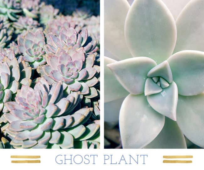 Stunning Desert Plants Succulents: ghost-plant