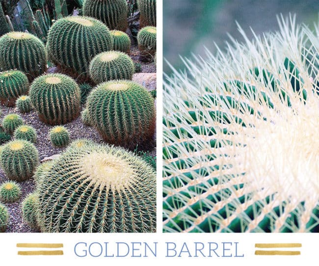 Stunning Desert Plants Succulents: golden-barrel