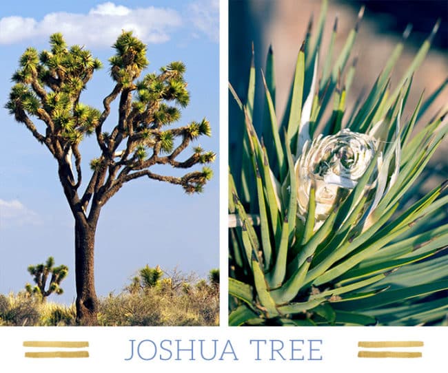 Stunning Desert Plants Succulents: joshua-tree