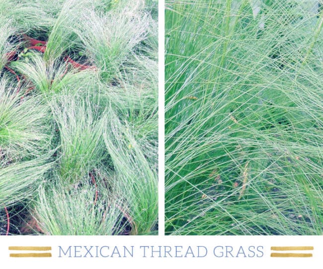 Stunning Desert Plants Succulents: mexican-thread-grass