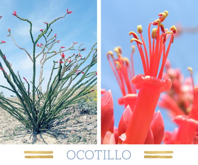 Stunning Desert Plants Succulents: ocotillo