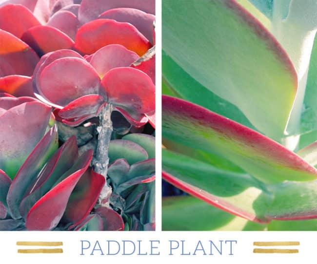 Stunning Desert Plants Succulents: paddle-plant
