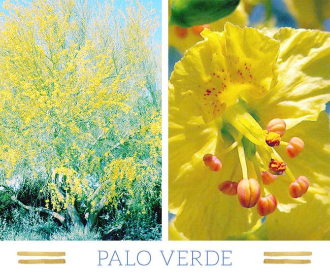 Stunning Desert Plants Succulents: palo-verde