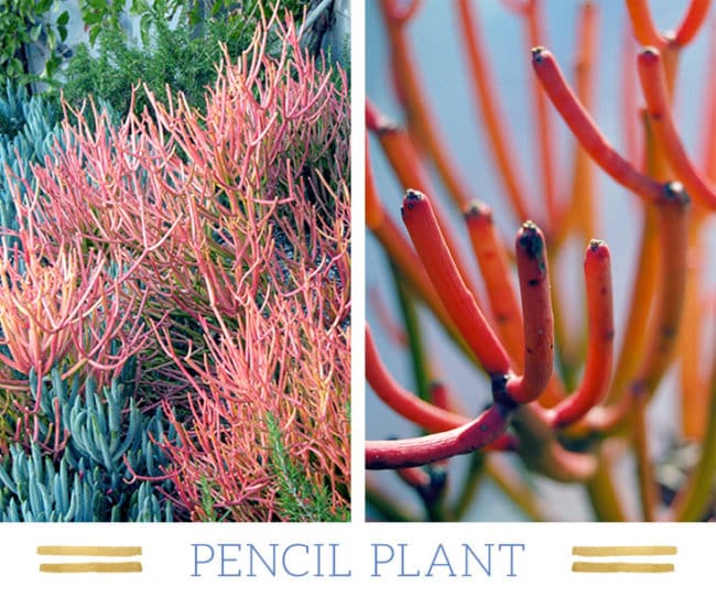 Stunning Desert Plants Succulents: pencil-plant