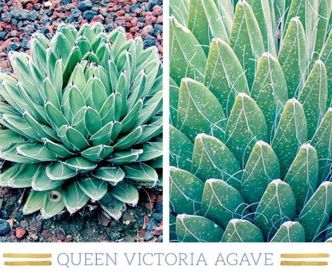 Stunning Desert Plants Succulents: queen-victoria-agave