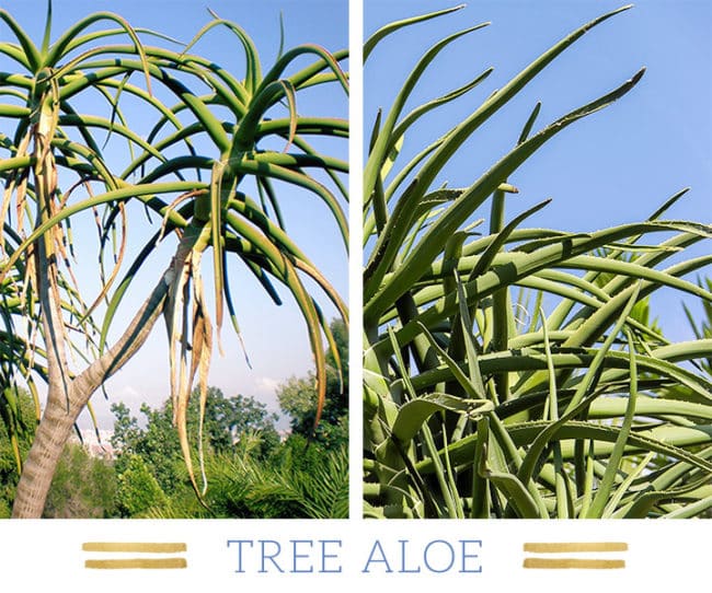 Stunning Desert Plants Succulents: tree-aloe