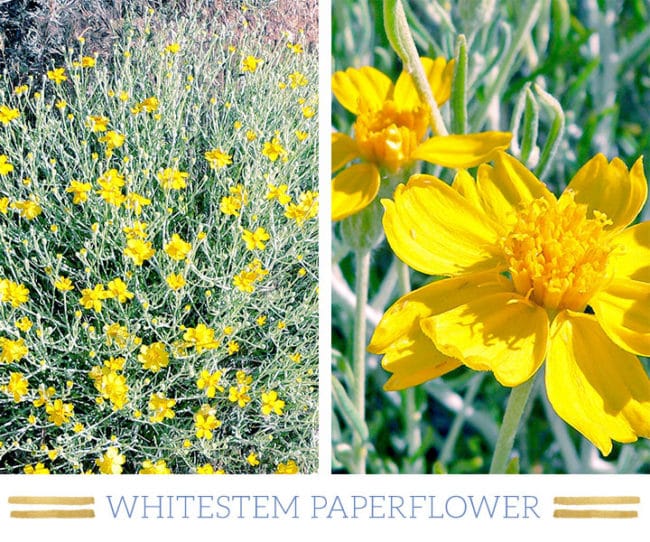 Stunning Desert Plants Succulents: whitestem-paperflower