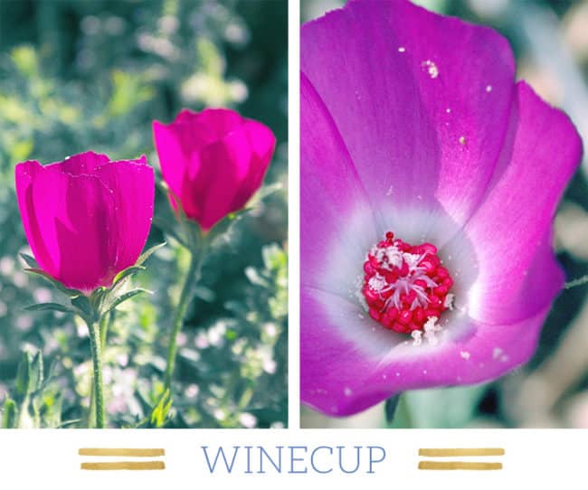 Stunning Desert Plants Succulents: winecup