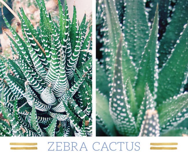 Stunning Desert Plants Succulents: zebra-cactus