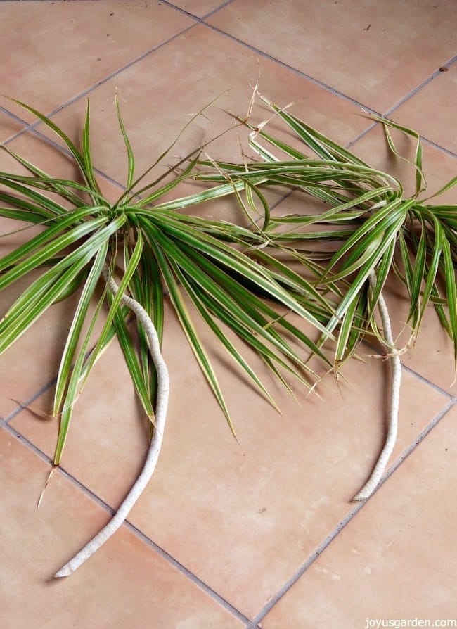 dracaena marginata pruning