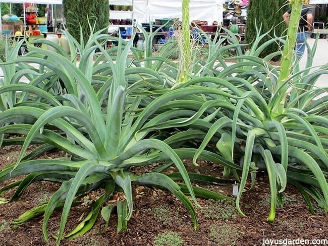 spider agave squid agave