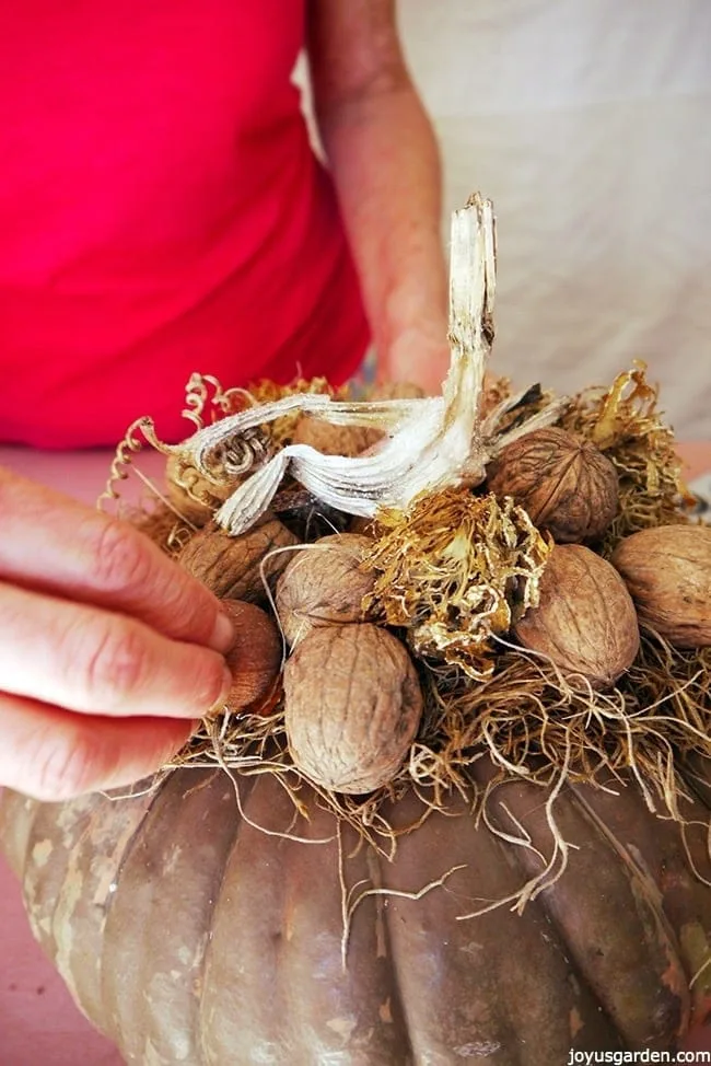 A hand holds a walnut on top of a brown pumpkin with other walnuts & spanish moss.