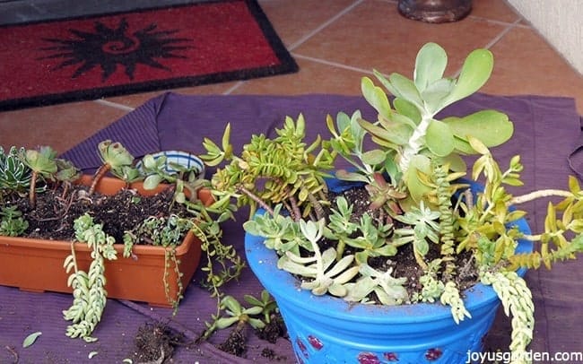 planting succulent plants cuttings