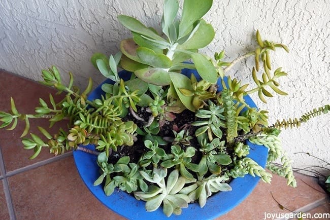 planting succulent plants cuttings